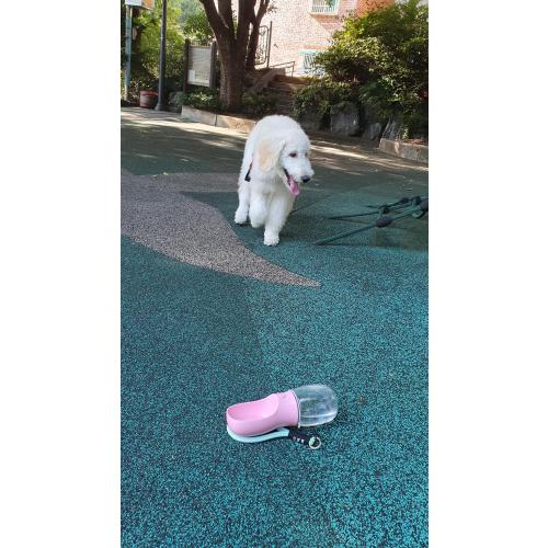 스탠다드푸들 찿아주세요