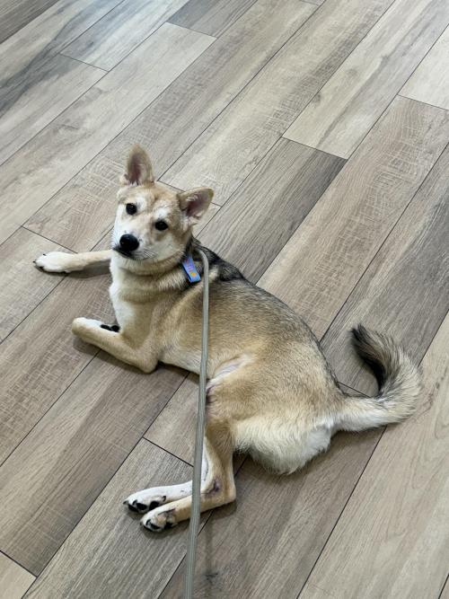 잘생긴 포포 무료분양합니다