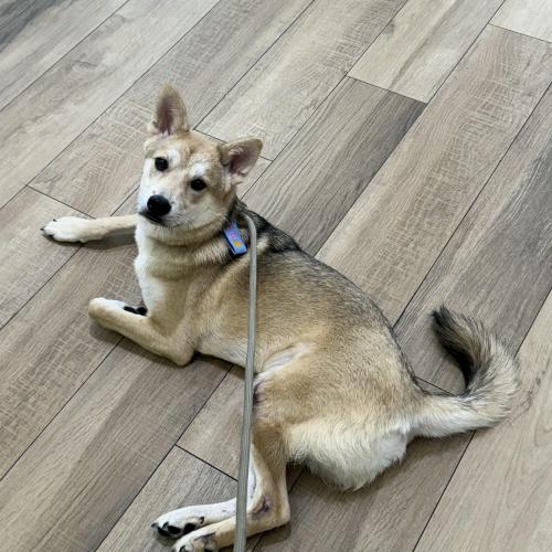 잘생긴 포포 무료분양합니다