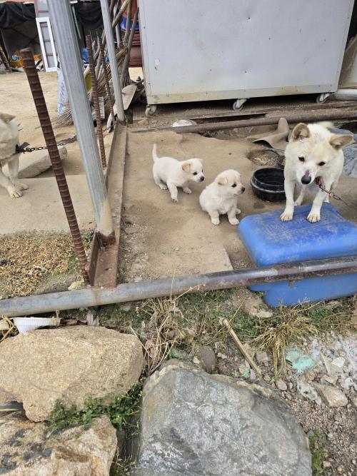 2개월 아가들 분양합니다(경기도 여주)