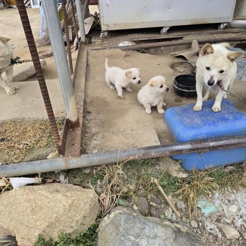 2개월 아가들 분양합니다(경기도 여주)