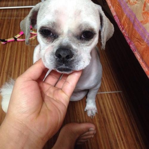 강아지를 보호중입니다.