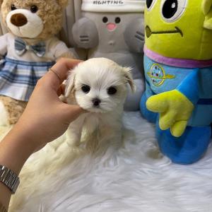 미니말티즈분양 2개월령 왕자님 5만원 책임분양 합니다