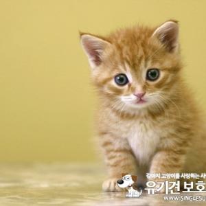 새끼 고양이 분양하주세요