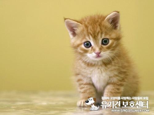 새끼 고양이 분양하주세요