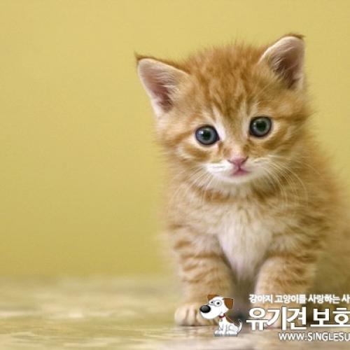 새끼 고양이 분양하주세요