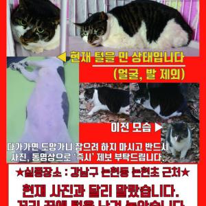 [사례금100만원] 탈출한 고양이를 찾습니다.