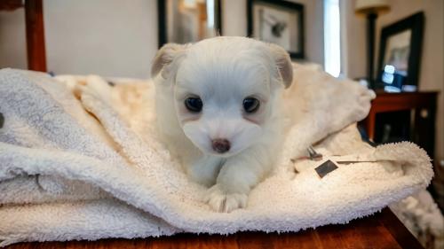 치와와 아가 애정갖고 키워주실분 연락바랍니다