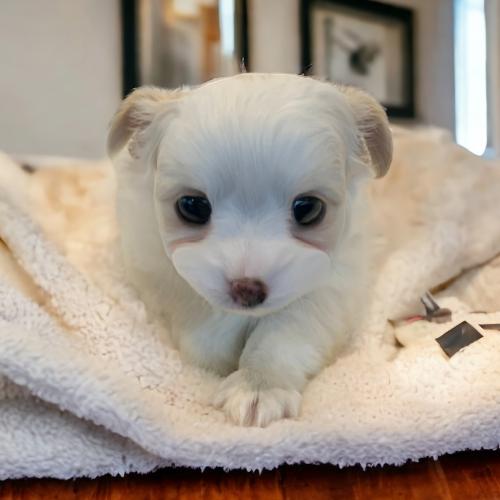 치와와 아가 애정갖고 키워주실분 연락바랍니다