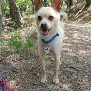 풍년이를 찾습니다.