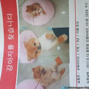 인천 부평구 청천동 포메 남아찾습니다