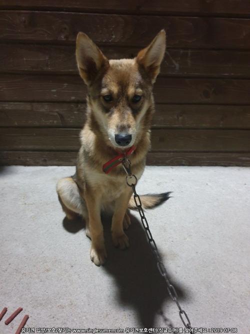 평창군 진부면 송정리 유기견