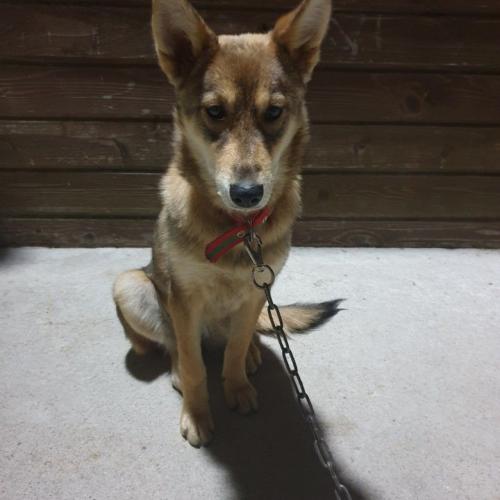 평창군 진부면 송정리 유기견