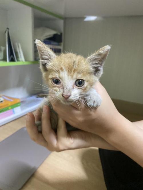 홍성 고양이 임시 보호중입니다 급!!!!