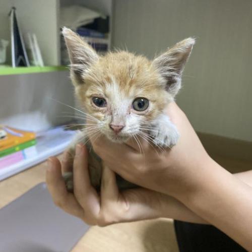 홍성 고양이 임시 보호중입니다 급!!!!