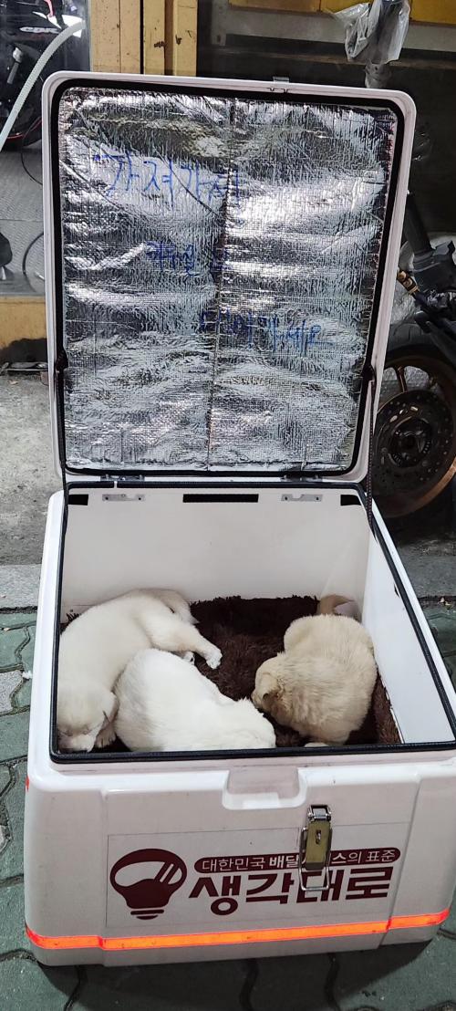 믹스 암컷 40-50일 추정 (+사진추가)