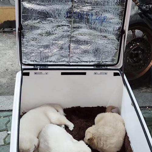 믹스 암컷 40-50일 추정 (+사진추가)