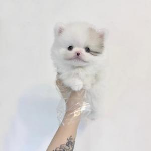 🐾 [퍼피플라워 중랑점] 폼스키 분양 안내 🐾