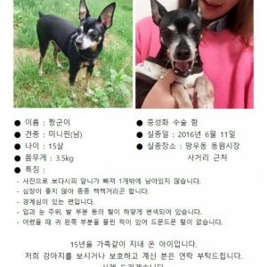 중랑구 망우동 동원시장 근처 미니핀(남/15살) 찾고 있습니다.