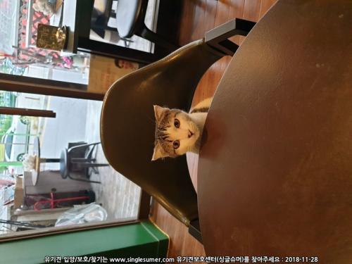 너무너무 이쁜 냥이 입양보냅니다.(서울 성북구,강북구)