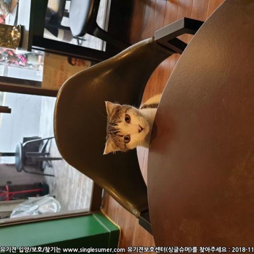 너무너무 이쁜 냥이 입양보냅니다.(서울 성북구,강북구)