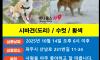 시바견 도리를 찾습니다
