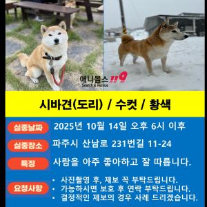 시바견 도리를 찾습니다