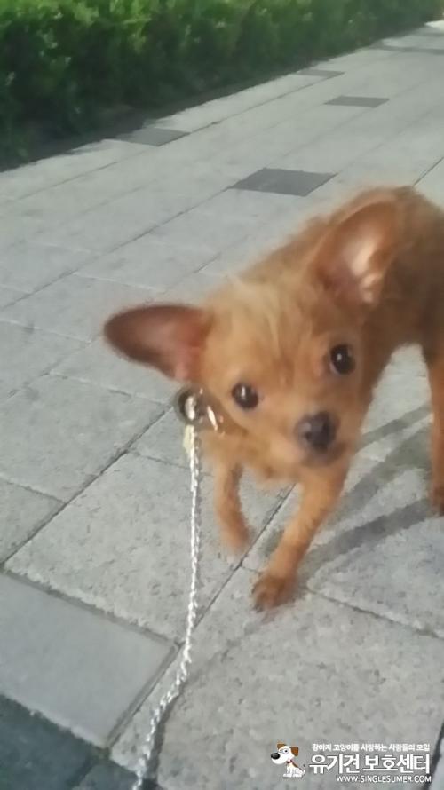 서울시 화곡동에서 치와와 발견하여 보호중입니다
