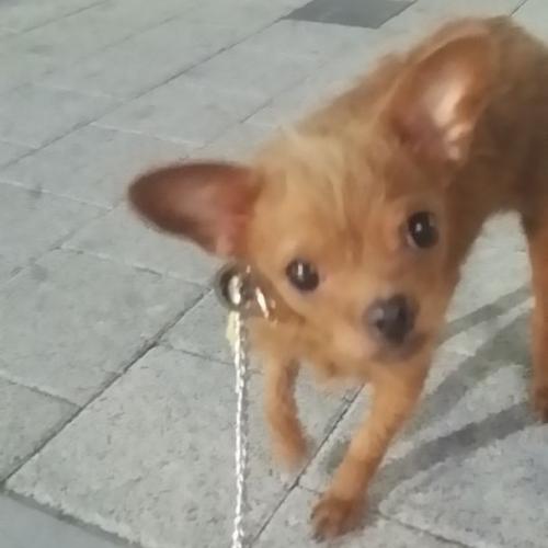 서울시 화곡동에서 치와와 발견하여 보호중입니다