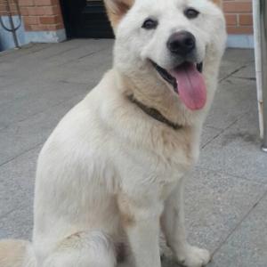 *********진돗개를 찾습니다..