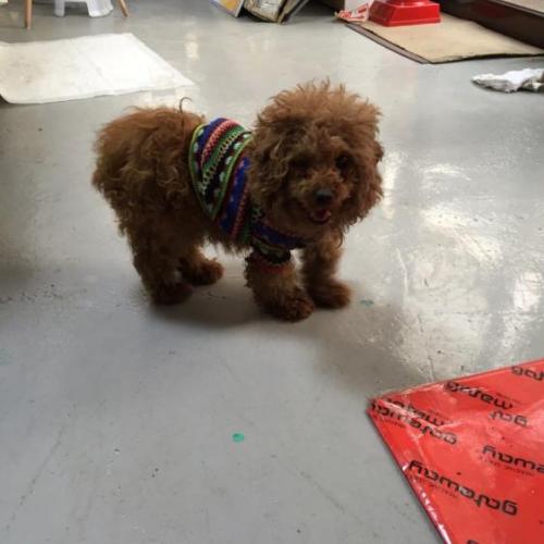 갈색 여아 토이푸들 보호중