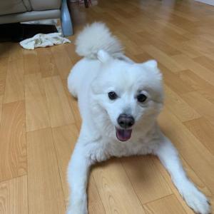 송파구 잠실동 스피츠,수컷,중성화O