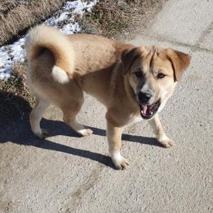 전북 남원시 수지면 남창리 /황구 믹스 성견 /수컷