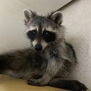 파주시 금촌 라쿤 찾습니다