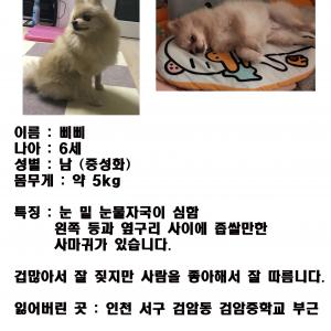 인천 서구 검암동 강아지 찾습니다.