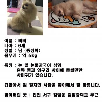 인천 서구 검암동 강아지 찾습니다.