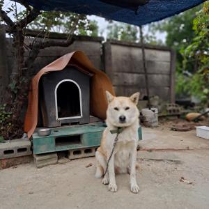 믹스견 봄이 찾습니다