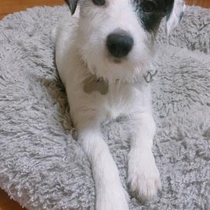 김해 내외동 제일고부근 강아지 제보 받아요