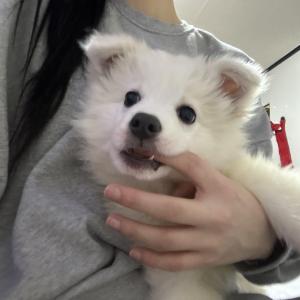 6개월 스피츠믹스 여아 무료분양