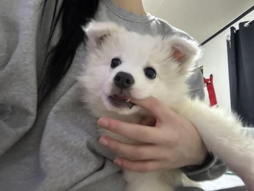 6개월 스피츠믹스 여아 무료분양