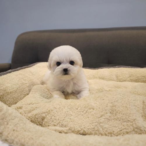 3개월된 말티폼 비비 가족 찾아요