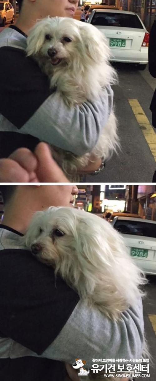 경산 옥산동 말티즈 추정 유기견