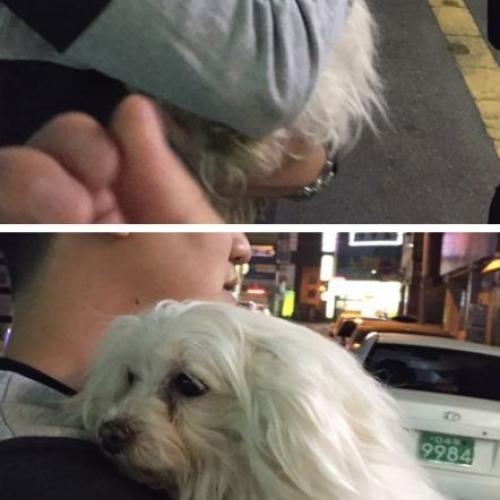 경산 옥산동 말티즈 추정 유기견