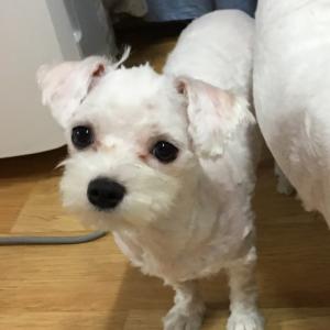 영등포구 신길동 흰색 말티즈 찾습니다
