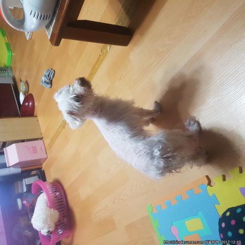 의정부 유기견 보호중