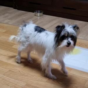 테리어믹스 멍멍이 도와주세요~ (서울 도봉)