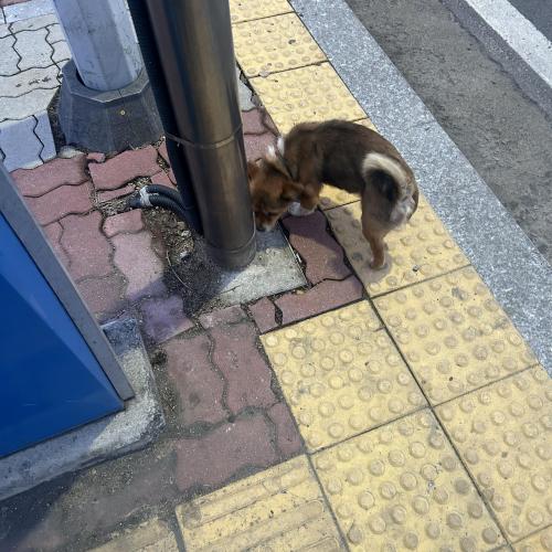청주 강아지 목격