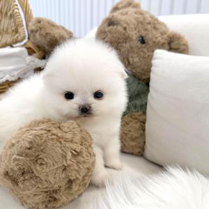 [50만원] 모량부자 2개월령 솜이 분양중이에요 ❤