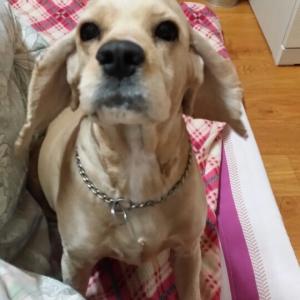 코카 7살 여아를 찾습니다.