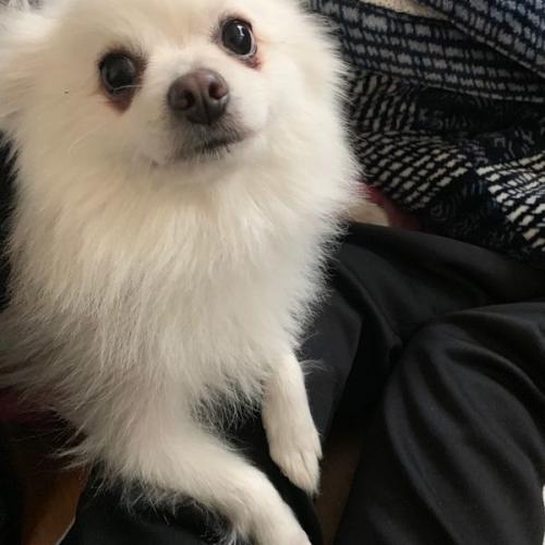 흰색 포메라니안? 부산진구 동의대 강아지 보호 중입니다